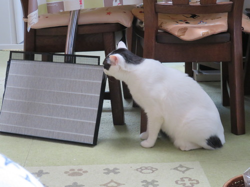 クンクン