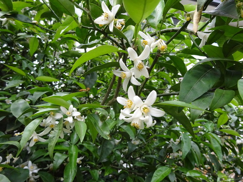 スダチの花の葉