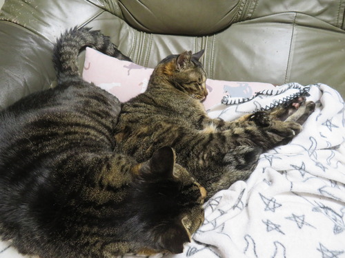 �ʤʡ�����