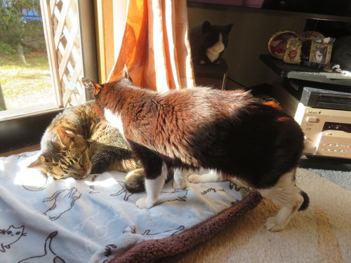 �ɤ����ߡɤ�˵��