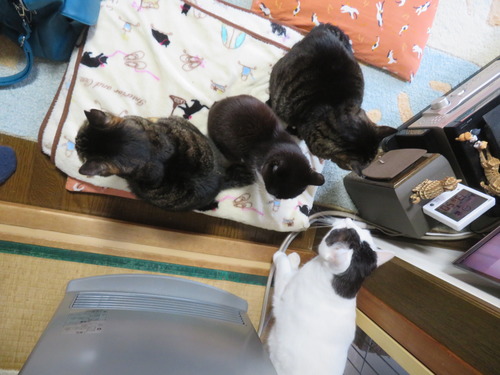 �ɤ����ɤ⡩