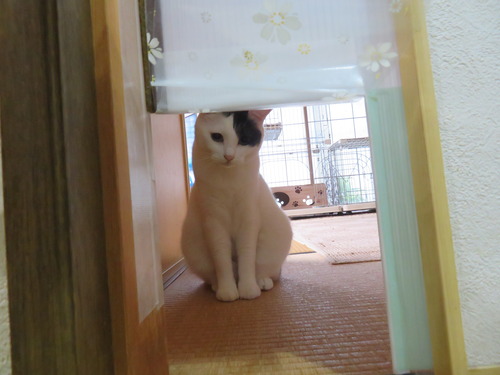 おいで