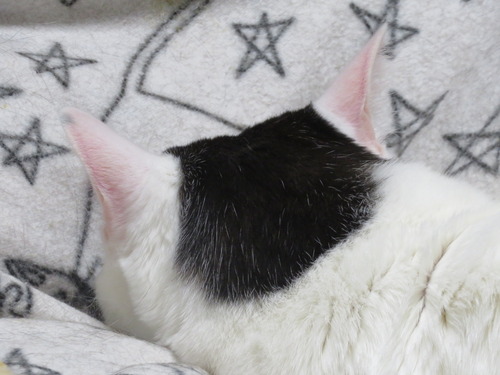 かい