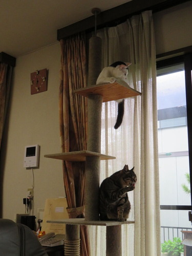 上にあがると