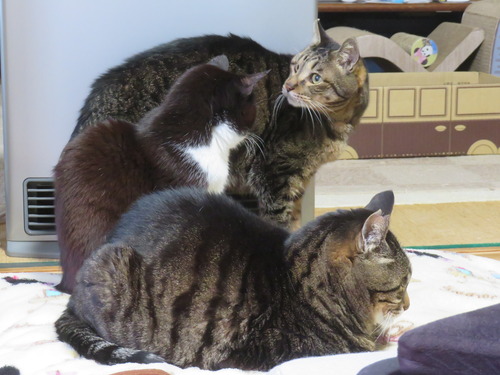 ���ȡ�������