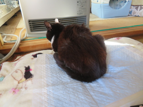 �ɤ��ߡɤϥ��ȡ�����