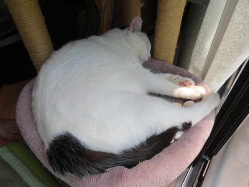 かい