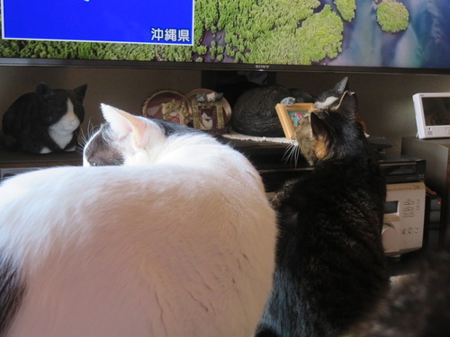 �ɤ����ɤ�