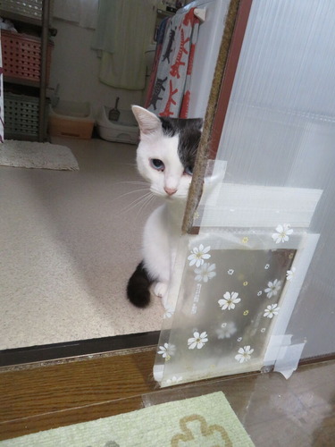かい