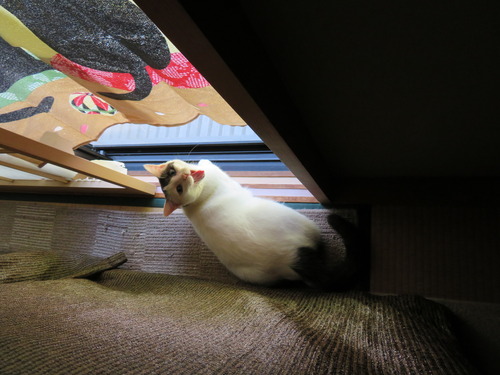 ここに居た