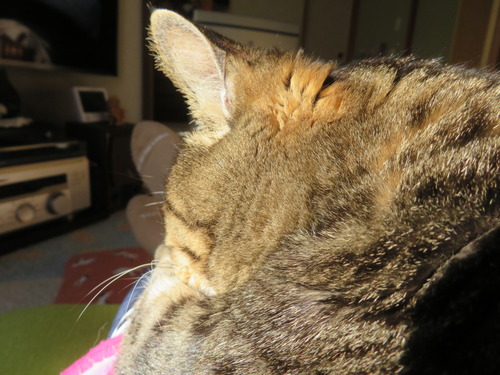 ���������­�ξ�ˡɤʤʤߡ�