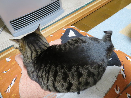 ななみは