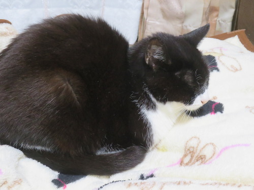 ��������β��ˤ���