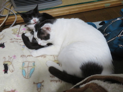 ���ȡ������ɤ��������ߡ�