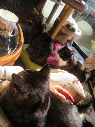 �ɤʤʤߡɤ�ɨ�ξ��