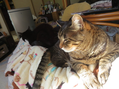 �����դ�������