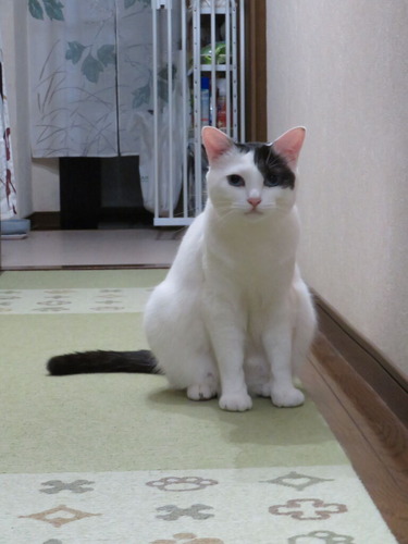 かいは
