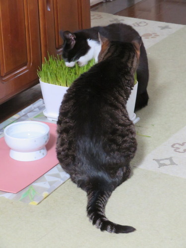 一緒にウマウマ