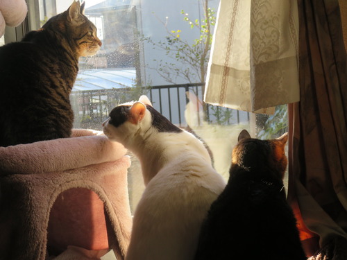 �ʤʡ�����������