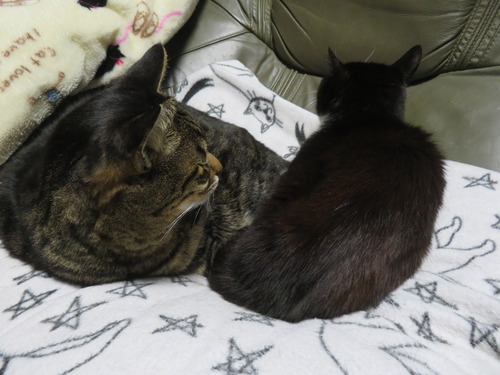 �ʤʡ�����