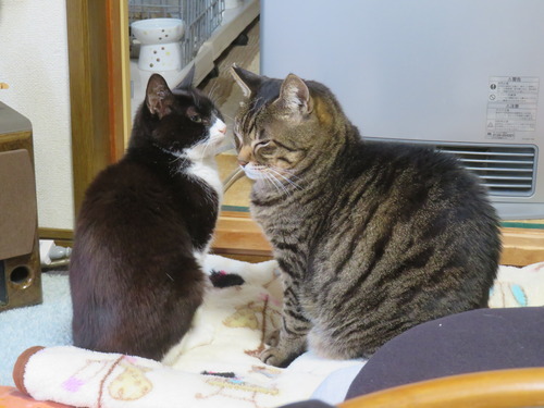 ���ȡ�����