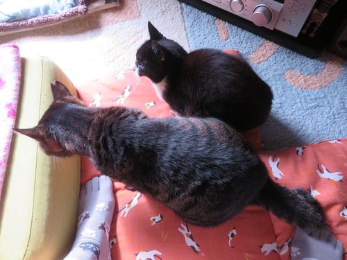 �ɤ����ɷ������β��˥���ޥ�