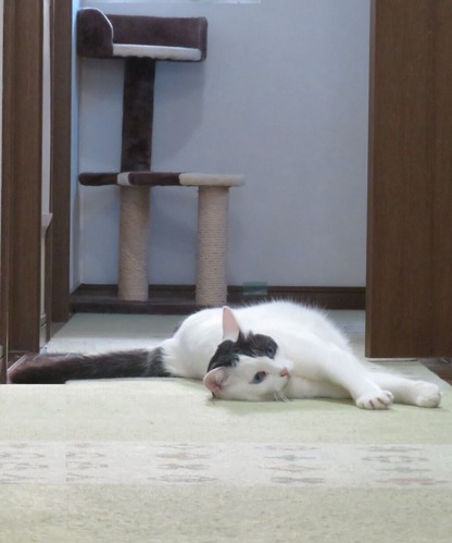 廊下でゴロン
