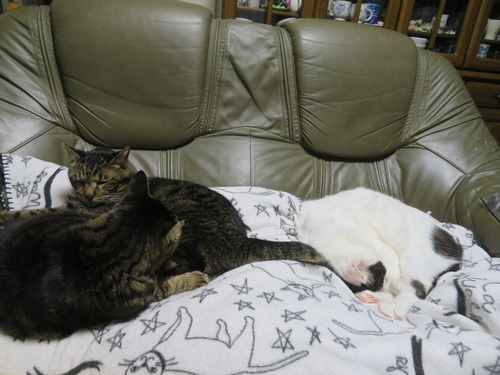 �ʤʡ�����������