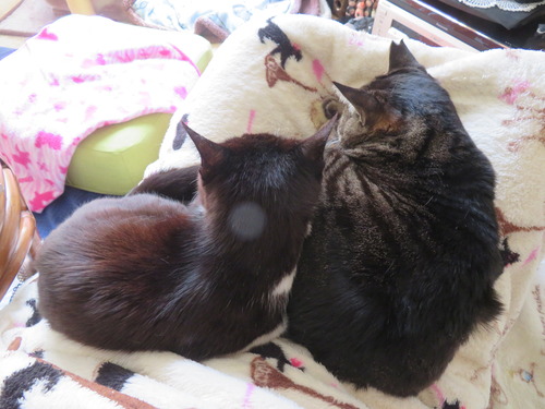 �ʤʡ�����