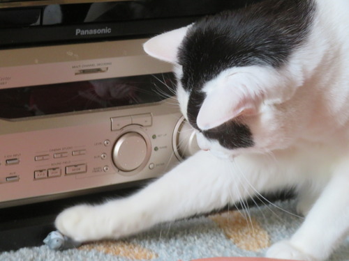 ���祤���祤