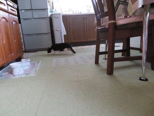 そろりそろり