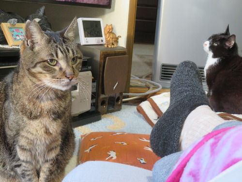 �����Ƥ롩