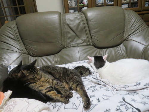 �������ʤʡ�����