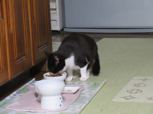 ウマウマして
