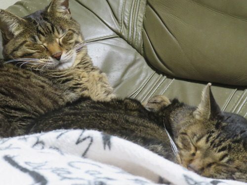 ��Ѥ����Τʤʡ�����