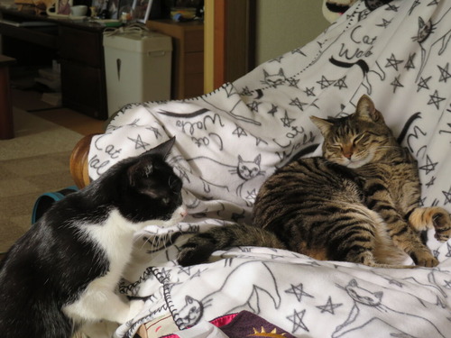 2020ǯ110ʤʤߤ˥ԤΤ