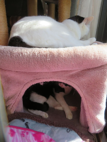 �ܥå�����