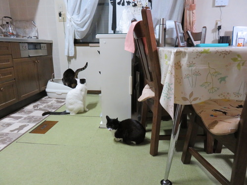 見られてる