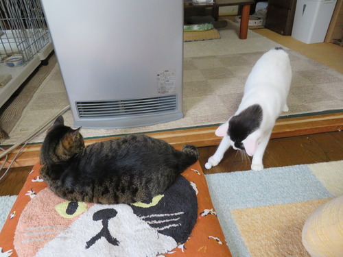 4ボールコロコロ