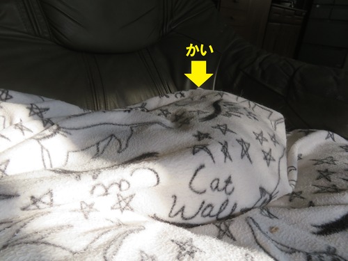 ���ˤϡɤ�����