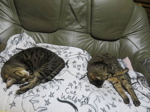 �ʤʡ�����