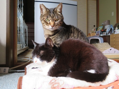 �ɤʤʡ����ߡɥ��ȡ�����