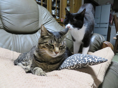 2021ǯ73ɤʤʤߡɤ˥󥯥󥫥ץ