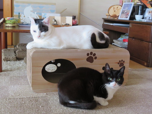 2021ǯ53ͼӤޤ¼ǥޥå