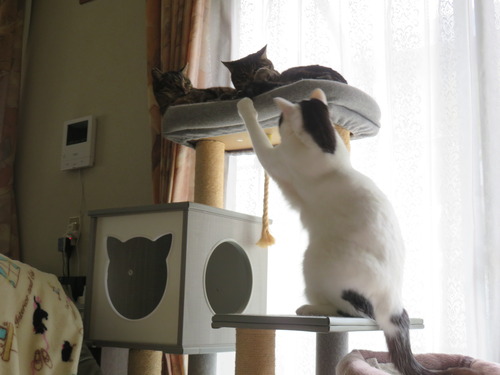 諦められなくて