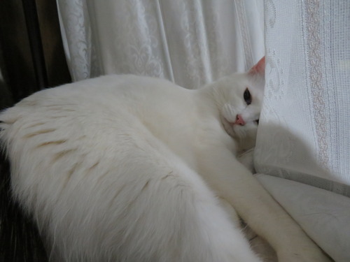 かい