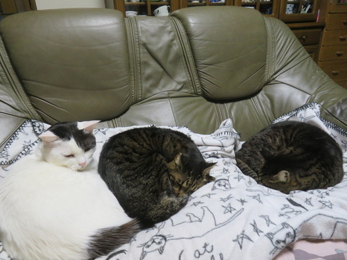 �������������ʤ�