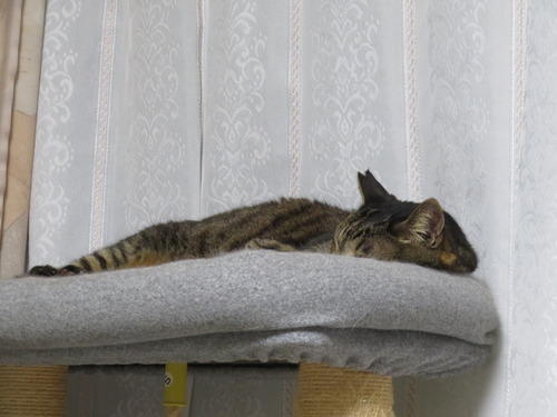 ”たくみ”は