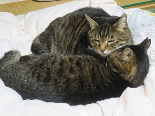 �Ԥä��󤳿�