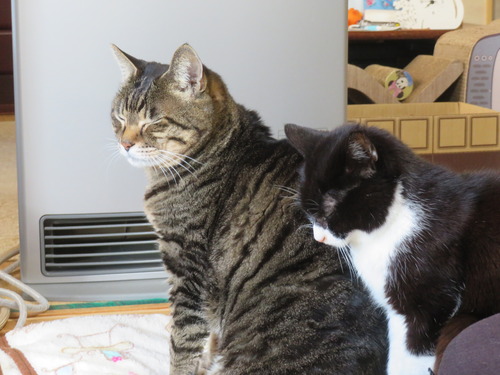 �ʤʡ�����